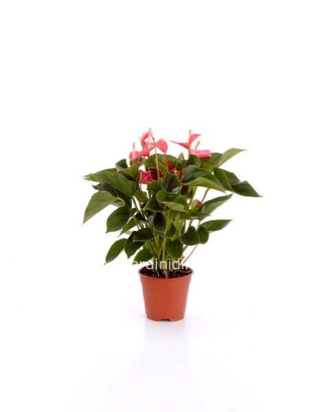 pianta di anthurium confezionata con cura