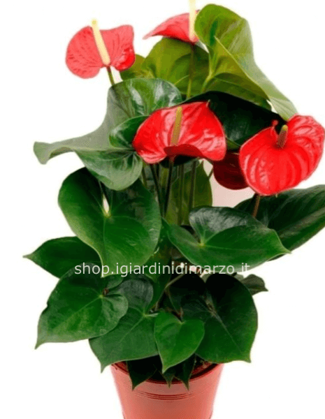 pianta di anthurium confezionata con cura