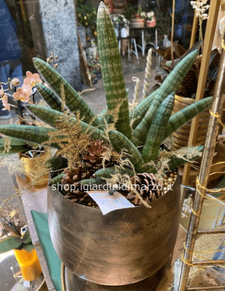 Sansevieria conica in vaso color oro » Fiorista a Corsico