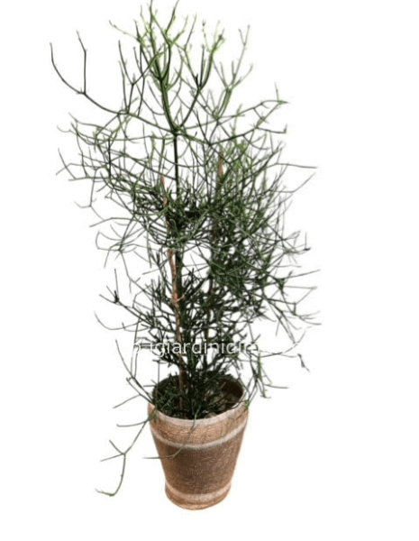 Euphorbia tirucalli - solo pianta