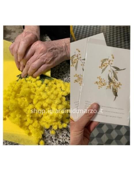 Mazzo di mimosa con biglietto