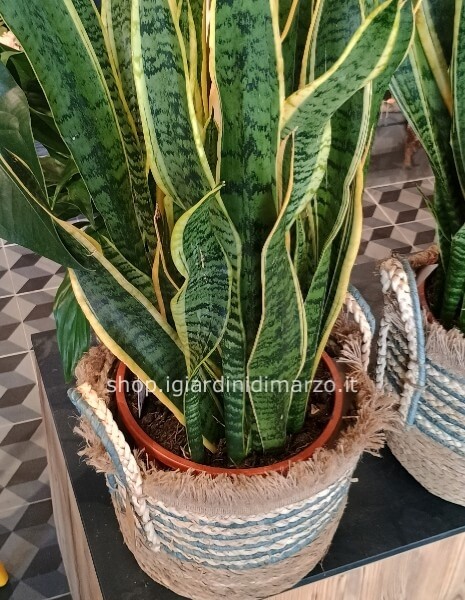 sansevieria senza cesto