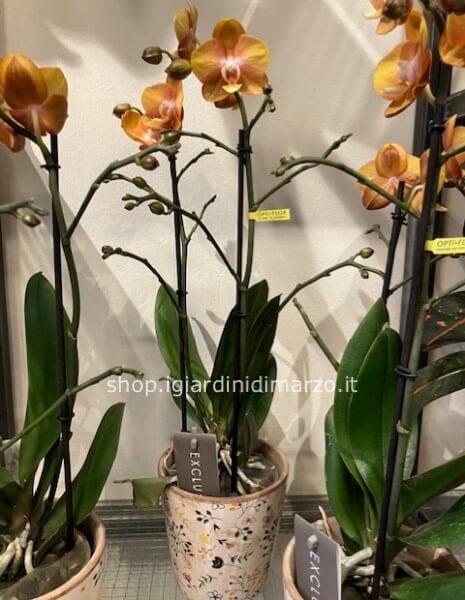 phalaenopsis giallo-arancio