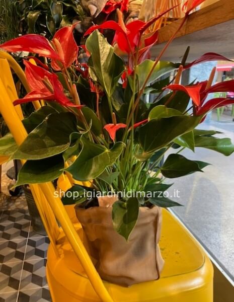 Anthurium con sacco