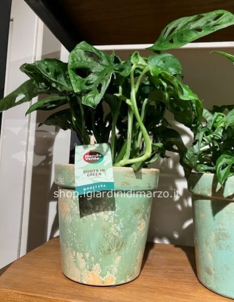 Monstera piccola con vaso