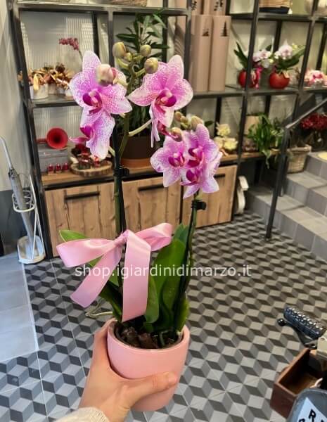 phalaenopsis casanova in vaso