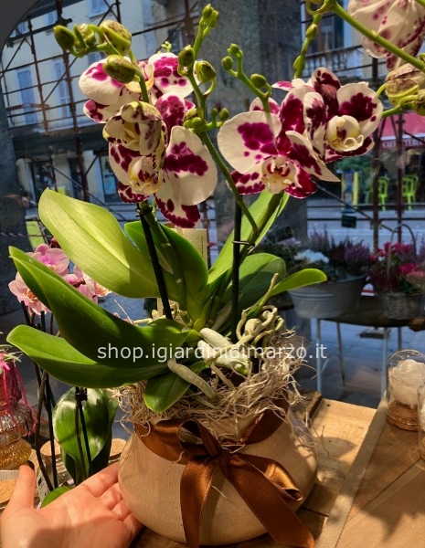 Phalaenopsis SENZA vaso