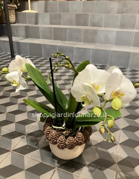 Phalaenopsis SENZA vaso