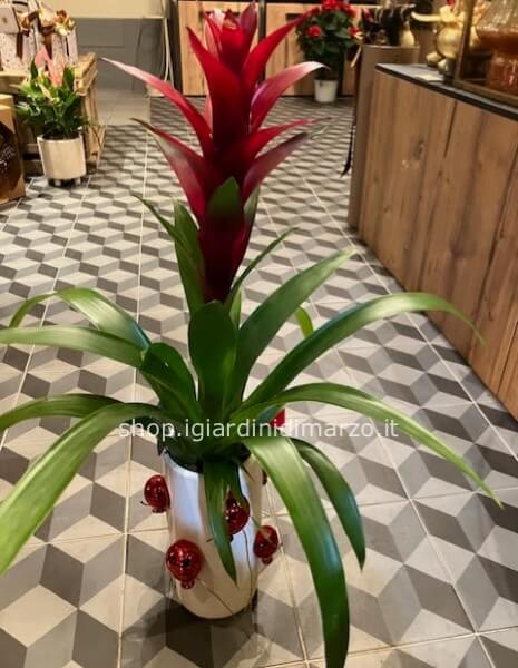 Guzmania in vaso palloncini