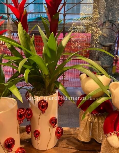 Guzmanie in vaso palloncini grande