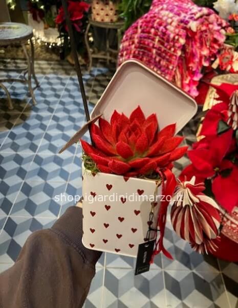 Echeveria in vasetto e decorazione - rossa + biglietto