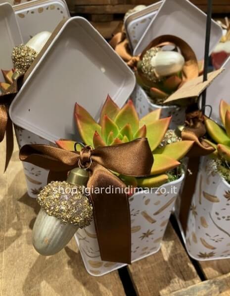 Echeveria arancio in vasetto + biglietto fatto a mano