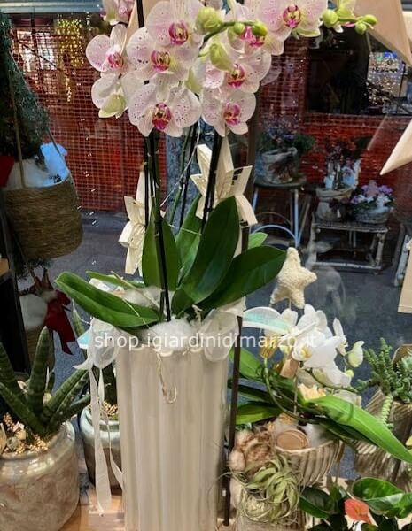 Orchidea 4 rami con vaso e decorazioni
