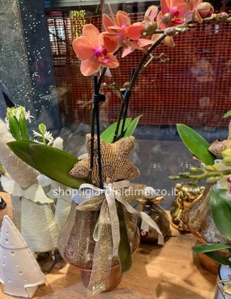 Orchidea in vaso miele