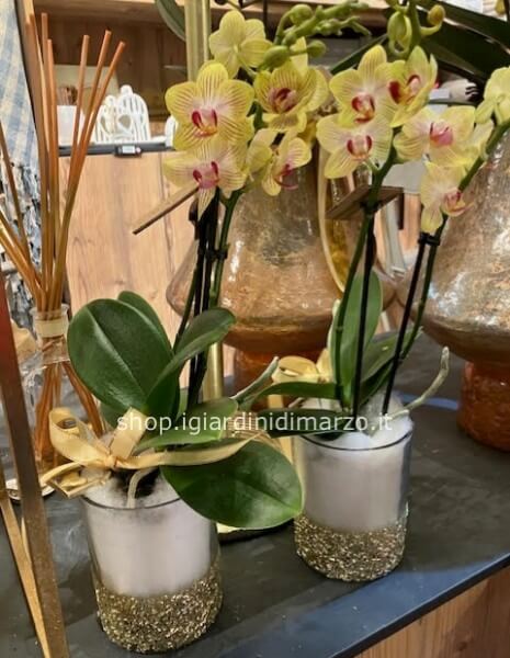 Orchidea gialla piccola in vaso vetro e oro