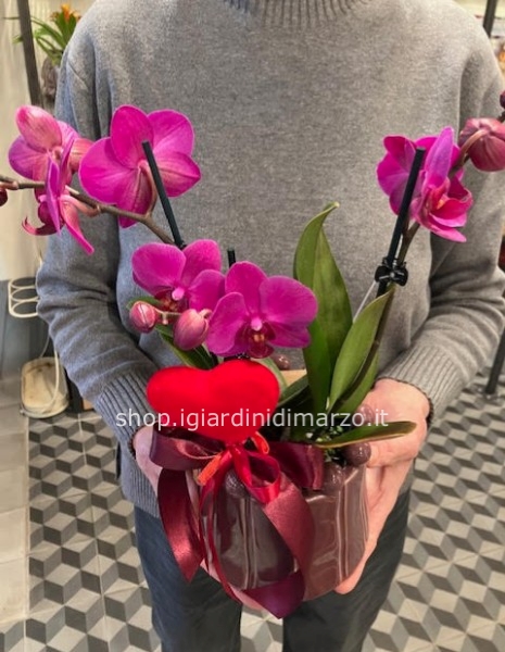 Orchidea a fiore piccolo in vaso PTMD