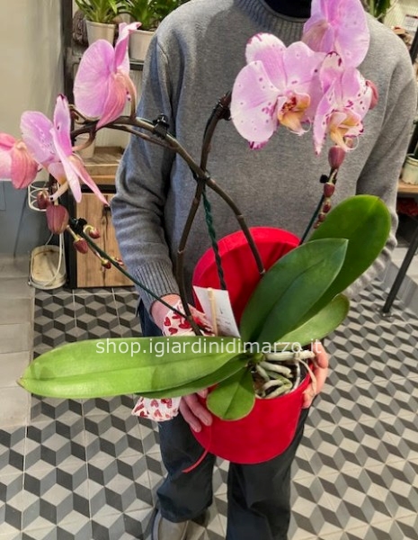 Orchidea a cuore in scatola
