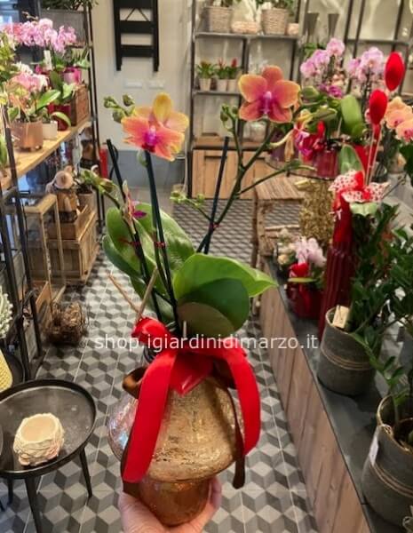 Orchidea in vaso miele
