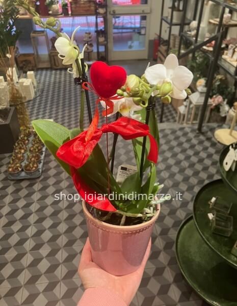 orchidea a fiore piccolo + vaso