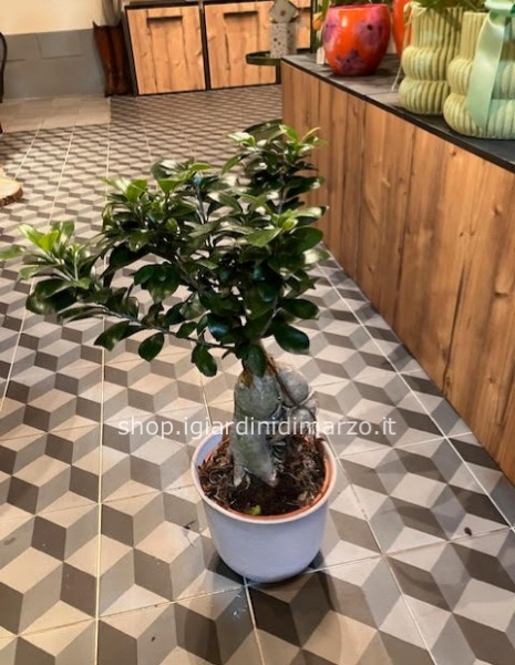 ficus ginseng in vaso