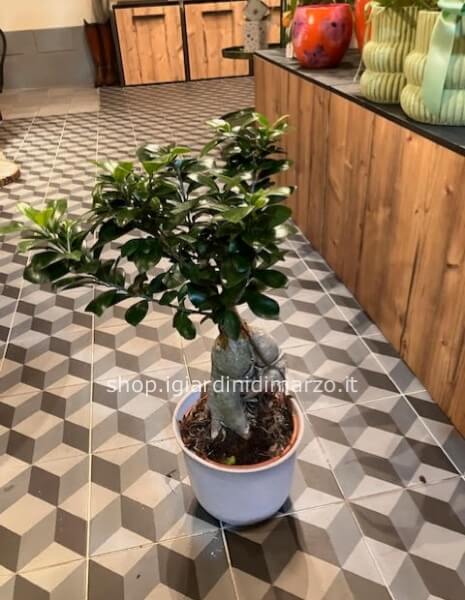 ficus ginseng in vaso