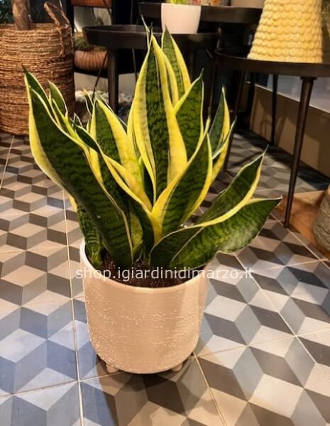 Sansevieria in vaso