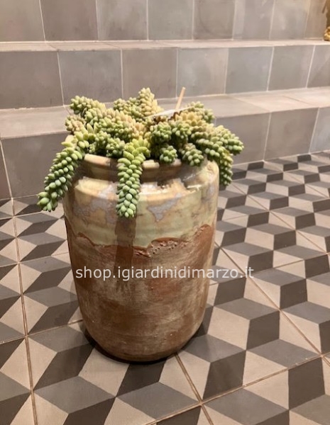 Sedum burrito in vaso