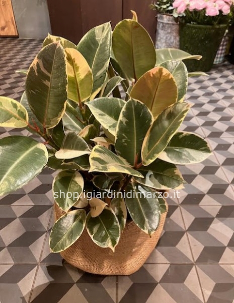 Ficus in sacca juta