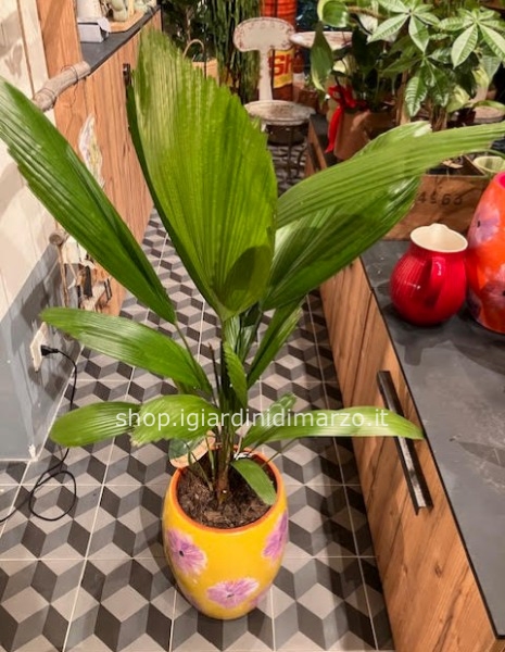 Licuala senza coprivaso (solo pianta)