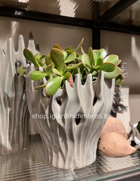 albero di giada in vaso marino