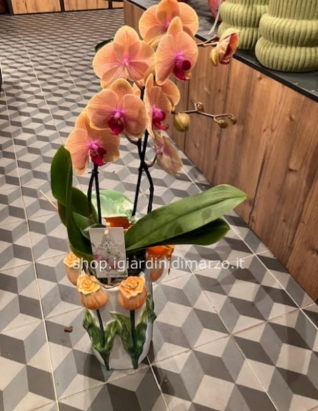 orchidea in vaso tulipani