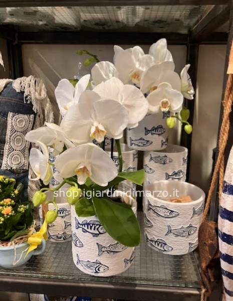 Phalaenopsis in vaso pesci