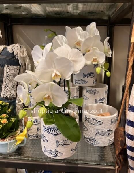 Phalaenopsis in vaso pesci
