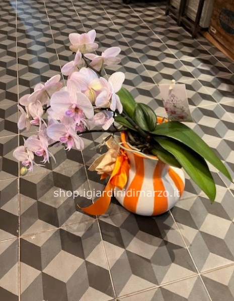Phalaenopsis in vaso arancio