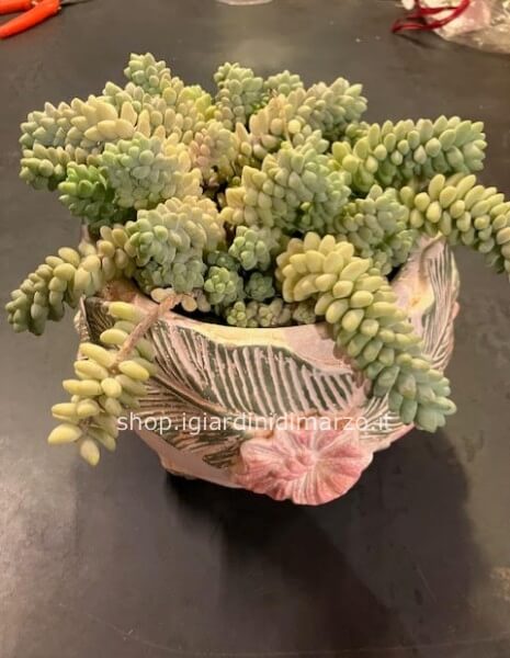 Sedum burrito in vaso