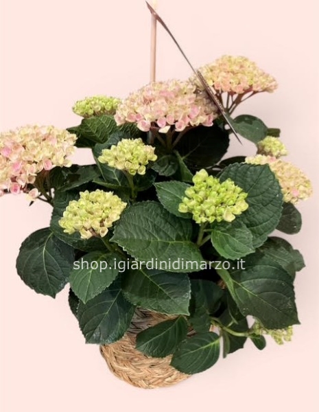 Hydrangea magical con cesto