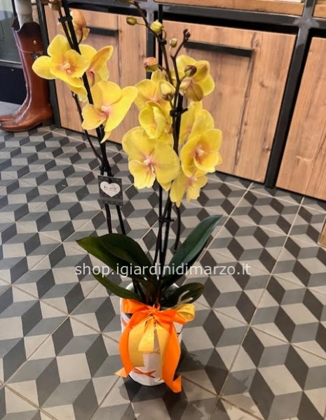 Orchidea gialla senza vaso pesci