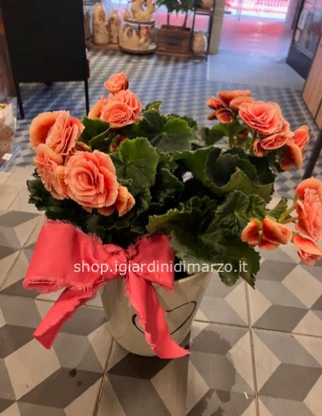 Begonia in vaso