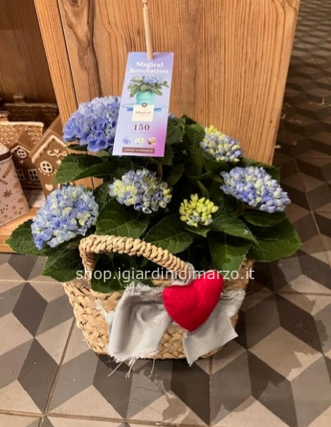 Hydrangea magical in cesto