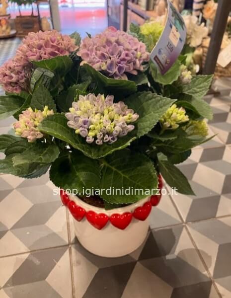 Hydrangea magical batticuore