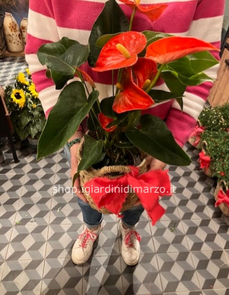 Anthurium in cesto