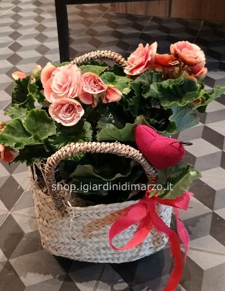 Begonia in cesto + biglietto fatto a mano