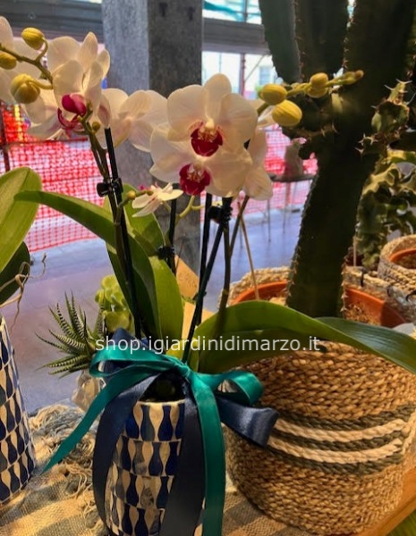 orchidea in vaso vetro