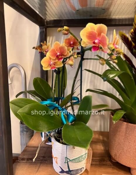 Orchidea in vaso pesci
