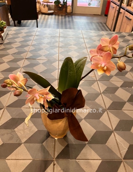 Phalaenopsis in vaso