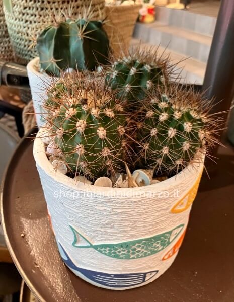 Il cactus estivo