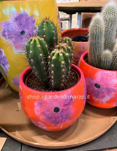 il cactus in vaso arancio